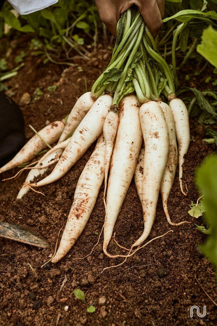 Root Harvest: Earth’s Palette of Nutrient Riches